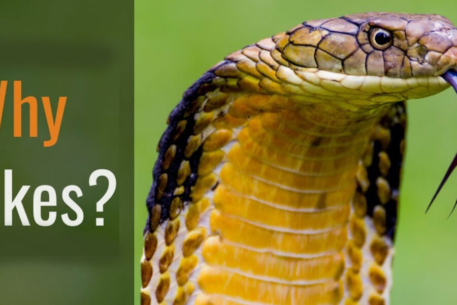 SNAKES—WHY THEM?