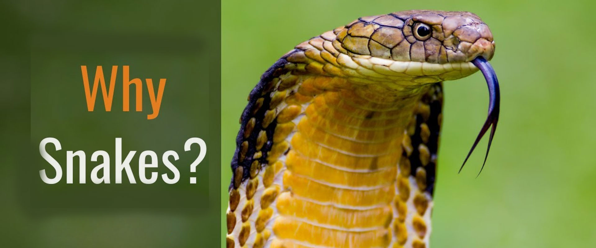 SNAKES—WHY THEM? - Kushal Dev Rathi