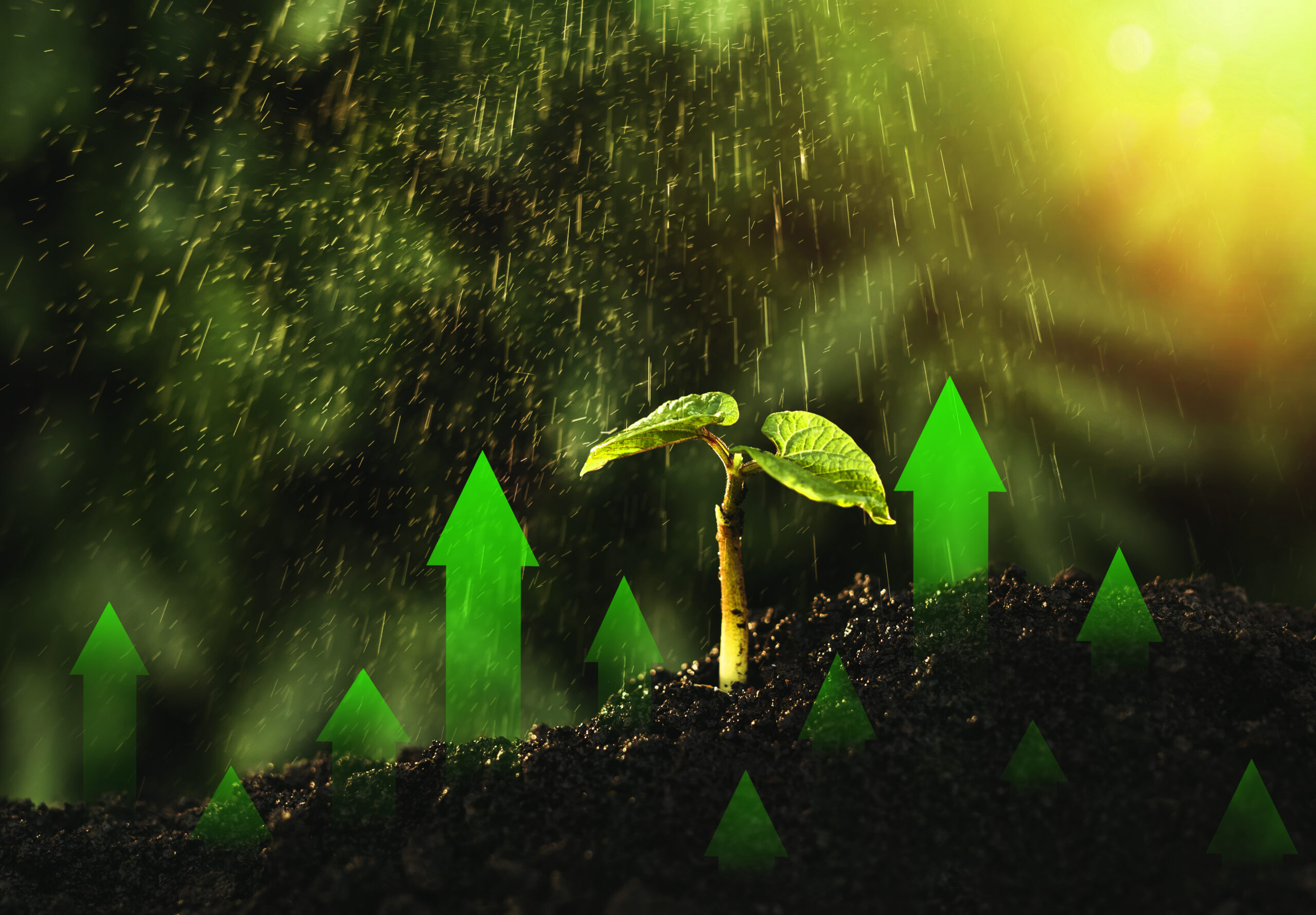 The Real Green Returns: How Monsoon Adds Value to Land Investments